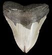 Bargain, Megalodon Tooth - North Carolina #52282-1